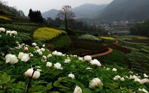 集文化观光、文化体验、健康养生、生态休闲的铜陵凤凰山风景区