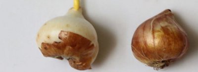 ​郁金香的养殖方法及管理要点