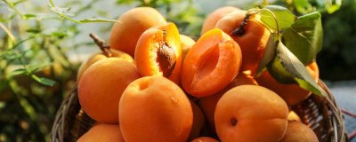 ​杏子是水果还是食品 杏子是水果还是食品类