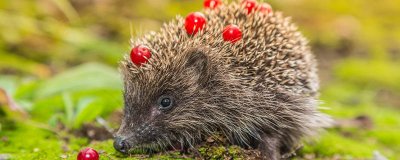 ​小刺猬养多久才会认主人 刺猬放生三大禁忌
