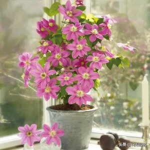 ​养花有“门道”，有些能“生财”，有些能“破财”，你都知道吗