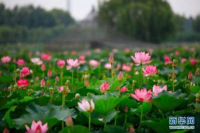 ​处暑节气的含义是什么（处暑节气的含义是什么内涵介绍）