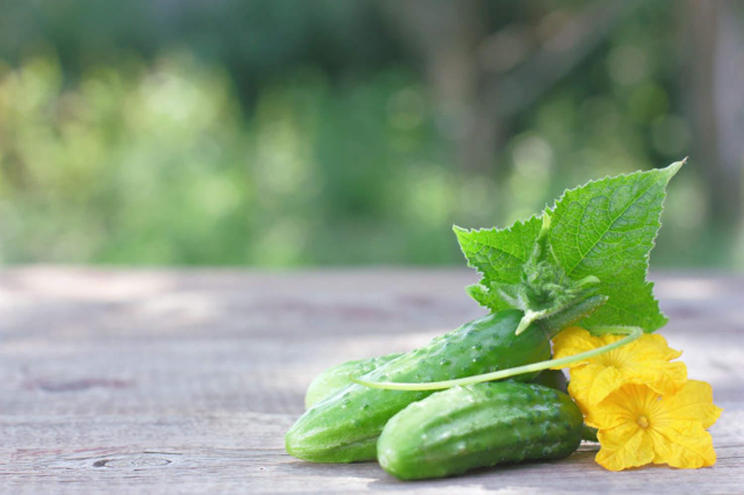 黄瓜