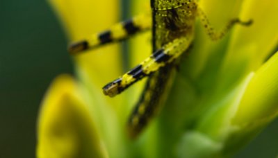 ​蚂蚱与蝗虫的区别