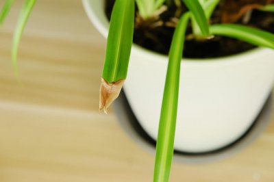 ​鱼嘴吊兰怎么养殖方法，怎么施肥