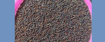 ​网上买的菜种子怎么种