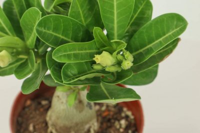 ​沙漠玫瑰冬天如何养护