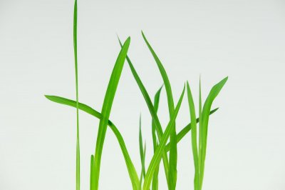 ​香雪兰的花语和寓意，有什么传说故事