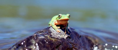 ​青蛙和蟾蜍的区别