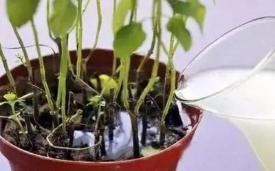 ​牛奶可以浇花吗（过期牛奶可以浇花吗）