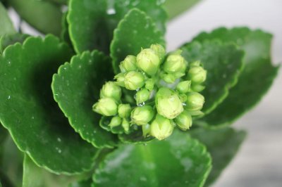 ​长寿花可以浇铁锈水吗，冬天怎样浇水