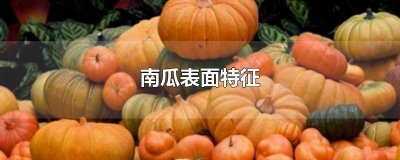 ​南瓜表面特征