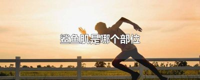 ​鲨鱼肌百度百科 健身鲨鱼鳍是哪个部位