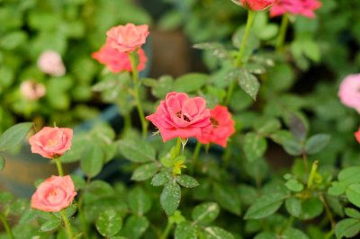 ​月季树的嫁接方法及之后的管理