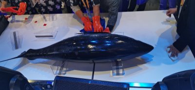 ​拍卖按克算，这条600斤重的蓝鳍金枪鱼究竟多少钱？现场开鱼真壮观