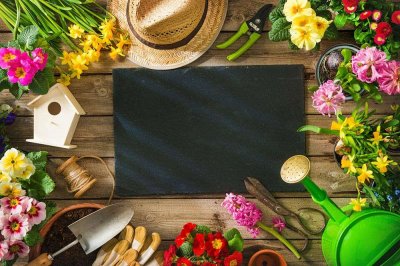 ​番杏的功效和作用