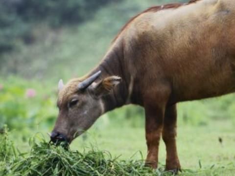 1985属牛35以后大运是什么意思(1985属牛35以后大运幸运数字)-第1张图片-