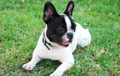 ​如何训练爱犬定点大小便！