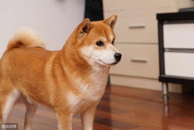 ​宋茜领养《向往的生活》中的狗狗小碗，锅碗瓢盆现在只剩下瓢哥了