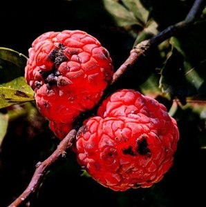 ​农村常见柘树，曾称为“帝王木”，价格珍贵要保护好，果实可以吃