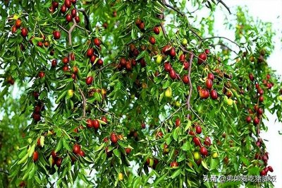 ​特产早知道-新郑鸡心枣