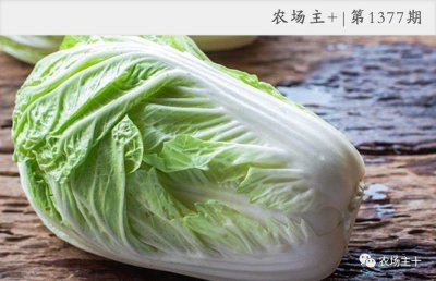 ​大白菜的种植时间和方法