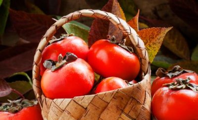 ​冬季吃柿子容易长结石吗 成熟柿子可以放心随便吃