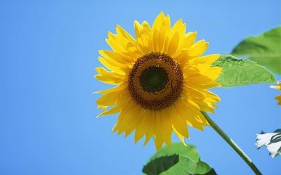 ​形容向日葵积极向上的正能量的句子 形容向日葵积极向上的正能量的句子有哪些