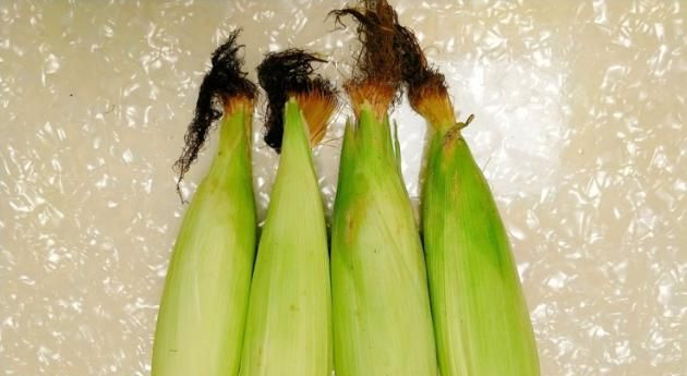 烤箱烤玉米温度和时间,用烤箱烤玉米温度多少?时间多久?图3