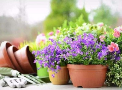 ​养花也要有窍门，掌握这些“技巧”，你也是“养花大神”