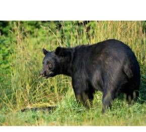 365夜故事里熊的尾巴读后感