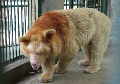 ​熊有尾巴吗，熊的尾巴比狼的尾巴长吗？