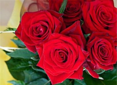 ​玫瑰花花语，玫瑰花的花语是什么？