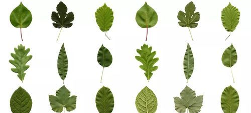 树叶的形状,为什么是各种各样的