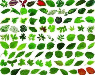 ​树叶的形状为什么是各种各样的 ，作文树叶的形状为什么是各种各样的？