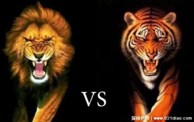 ​真正的万兽之王是谁，丛林之王老虎(老虎的耐力和爆发都比狮子强)