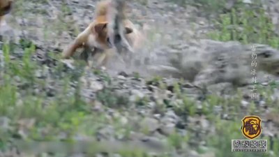 ​真实纪录：一只母雪豹3次对战藏獒群，一獒战三虎的传言是真的吗