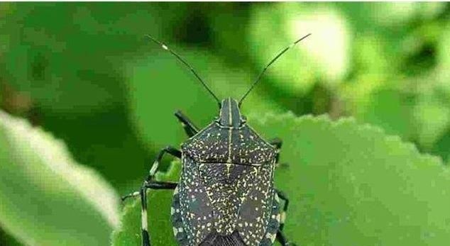 如何消灭臭大姐虫