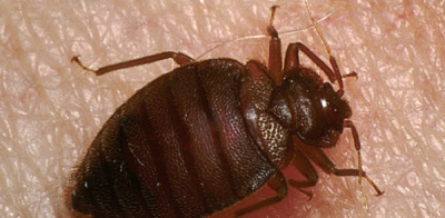 ​臭板虫怎么彻底消灭,为什么家里有很多臭大姐虫子