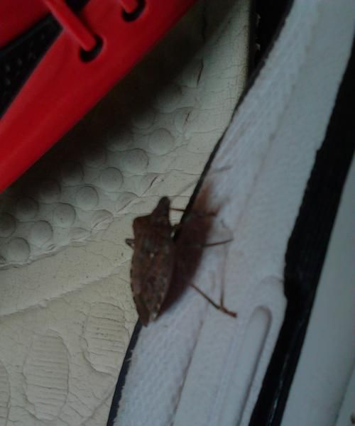 臭老鳖怎么消灭