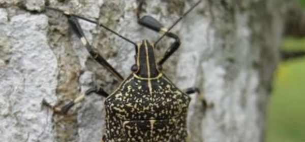 臭板虫怎么彻底消灭,为什么家里有很多臭大姐虫子图3