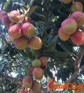 ​你知道荔枝有哪些品种吗？妃子笑竟然排名最末！