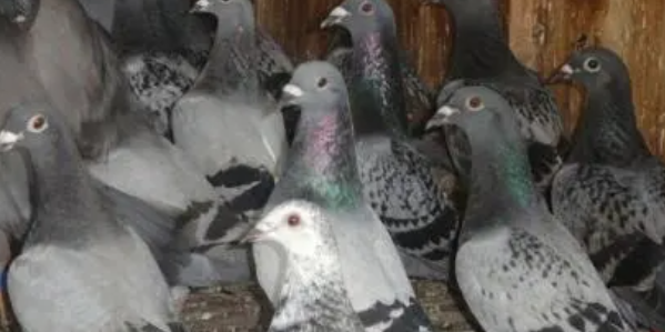 正宗奶酪血统信鸽特点,奶酪信鸽有什么特征图3