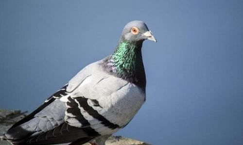 正宗奶酪血统信鸽特点,奶酪信鸽有什么特征图2