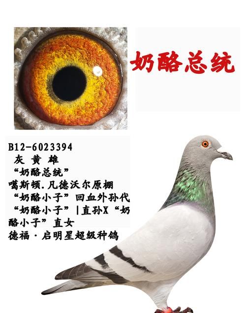 奶酪信鸽的外貌及特点