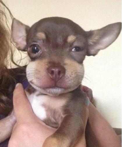 倒霉的狗狗被蜜蜂蛰后 可怜巴巴的样子你见过吗？忍住别笑