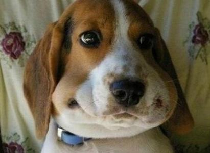 倒霉的狗狗被蜜蜂蛰后 可怜巴巴的样子你见过吗？忍住别笑