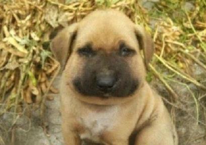 倒霉的狗狗被蜜蜂蛰后 可怜巴巴的样子你见过吗？忍住别笑