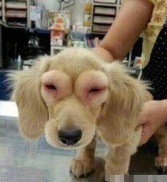 倒霉的狗狗被蜜蜂蛰后 可怜巴巴的样子你见过吗？忍住别笑