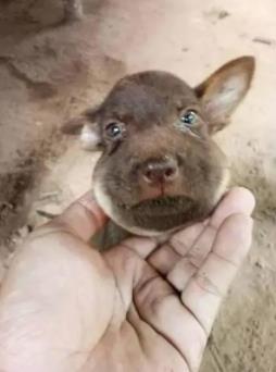 倒霉的狗狗被蜜蜂蛰后 可怜巴巴的样子你见过吗？忍住别笑